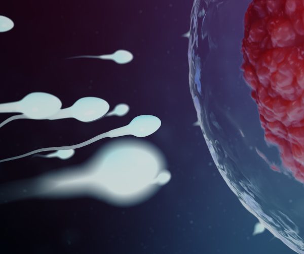 3D illustration sperm and egg cell, ovum. Sperm approaching egg cell. Native and natural fertilization. Conception the beginning of a new life. Ovum with red core under the microscope. Movement sperm