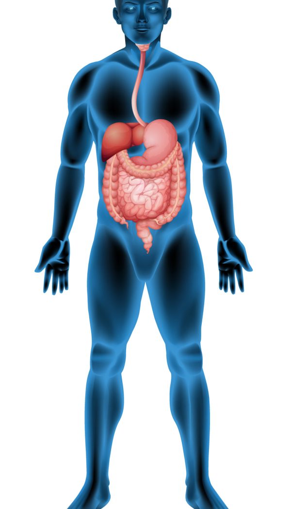 Illustration of the human digestive system