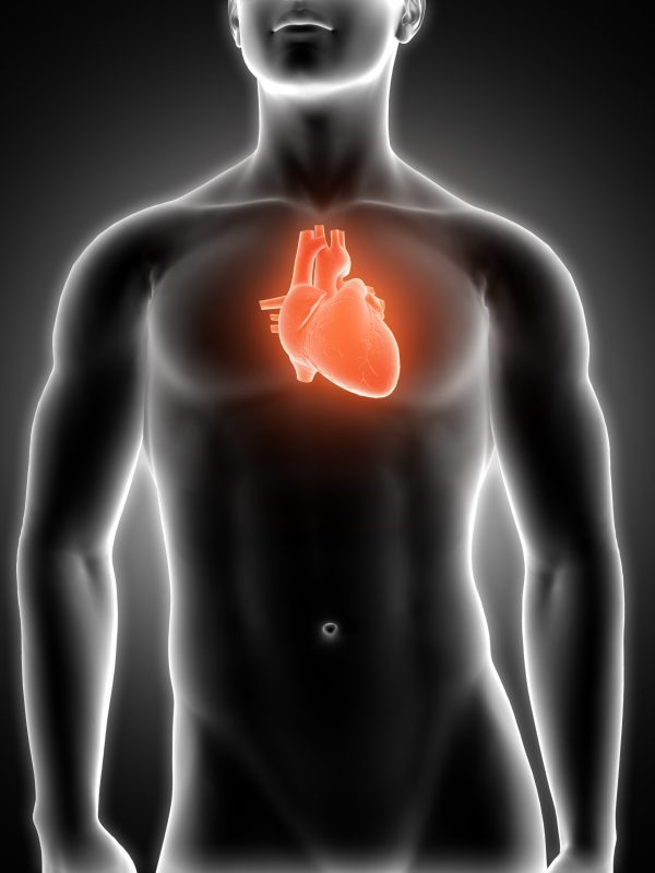 3D render of a medical male figure with heart highlighted