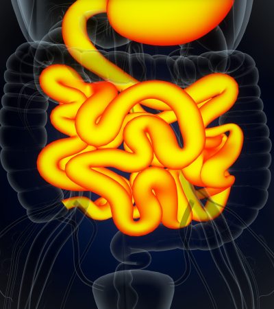 human-heart-anatomy-medical-concept-3d-illustration-human-respiratory-system