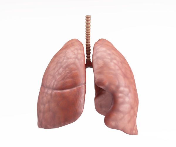 3D Render of Healthy Human Lungs