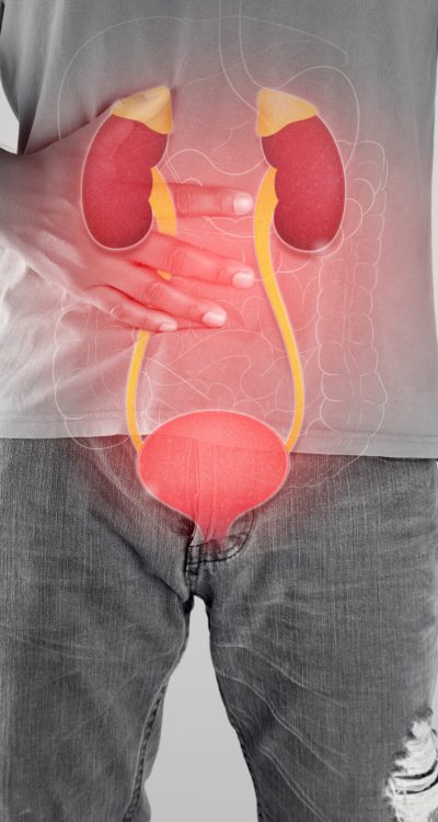Kidney and urethra illustration on the men body against a gray background.