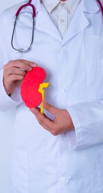 Male doctor with a stethoscope is holding mockup human kidney . Help and care concept