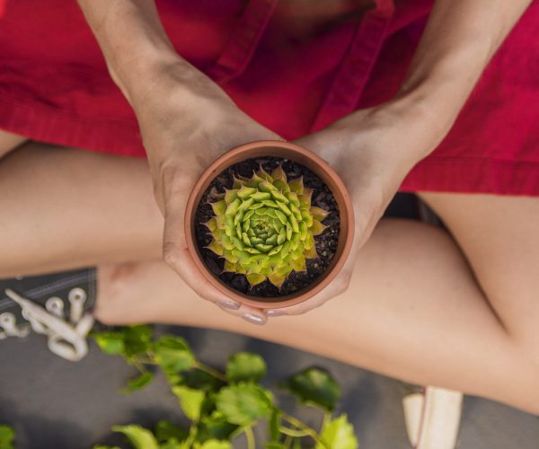 top-view-woman-holding-plant-close-up